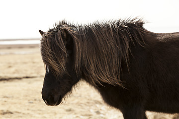 Image showing Portrait of a black Icelandic pony 