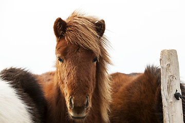 Image showing Portrait of an Icelandic pony with a brown mane