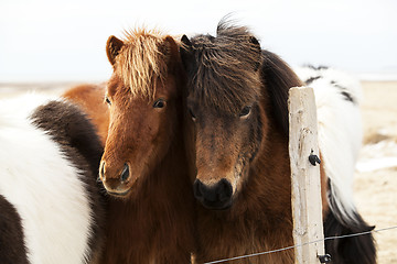 Image showing Herd of Icelandic ponies 