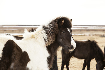 Image showing Portrait of a black and white Icelandic pony