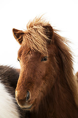 Image showing Portrait of an Icelandic pony with a brown mane