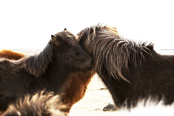 Image showing Portrait of two dark Icelandic ponies