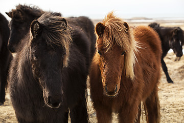 Image showing Herd of Icelandic ponies 