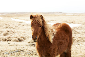 Image showing Portrait of a brown Icelandic pony 