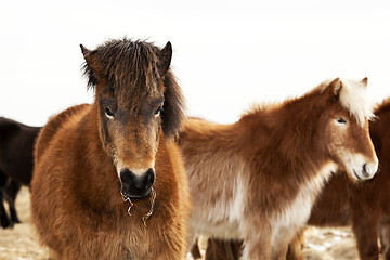 Image showing Portrait of an Icelandic pony with a brown mane