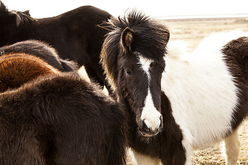 Image showing Portrait of an Icelandic pony in a herd