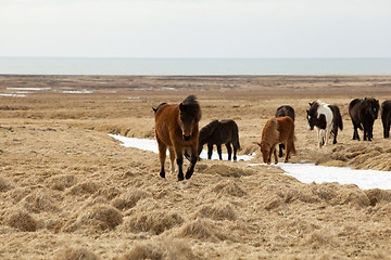 Image showing Herd of Icelandic ponies 