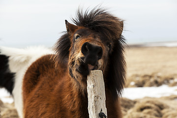 Image showing Brown Icelandic horse scratches on the fence