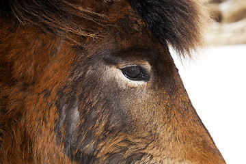 Image showing Closeup of a brown Icelandic horse