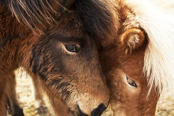 Image showing Closeup of brown Icelandic ponies