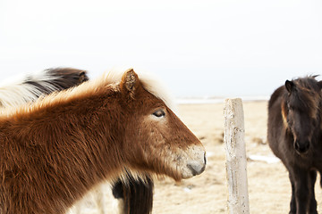 Image showing Portrait of an Icelandic pony with blonde mane