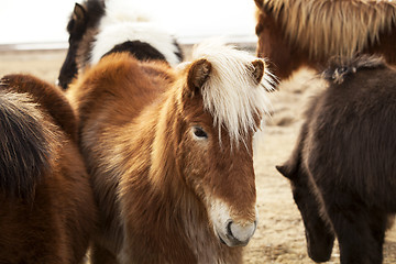 Image showing Portrait of an Icelandic pony with blonde mane