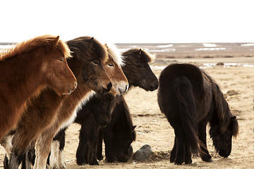 Image showing Herd of Icelandic ponies 