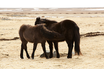 Image showing Young Icelandic foal with mother on a meadow