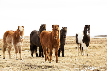 Image showing Herd of Icelandic ponies 