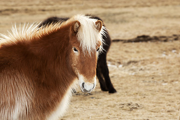 Image showing Portrait of an Icelandic pony with blonde mane