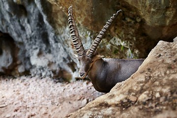 Image showing Alpine Ibex