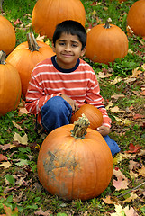 Image showing Pumpkins