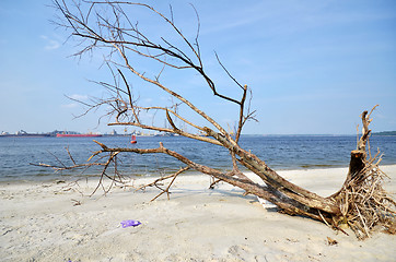 Image showing A fallen and decaying tree laying on the beach 
