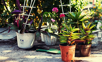 Image showing care of ornamental flowers in pots in the spring 