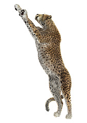 Image showing Cheetah