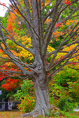 Image showing Fall Foliage