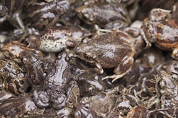 Image showing Frogs in a pile