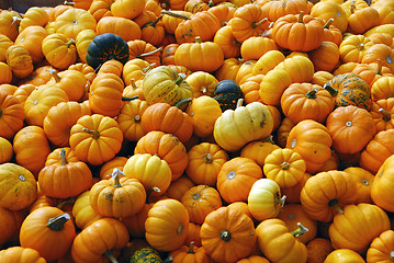 Image showing Pumpkins