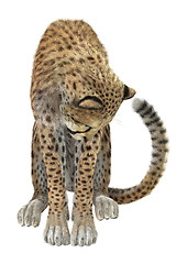 Image showing Cheetah