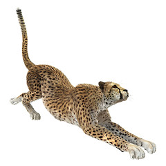 Image showing Cheetah