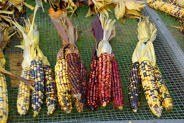 Image showing Indian Corn