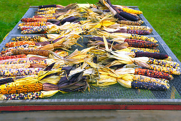 Image showing Indian Corn