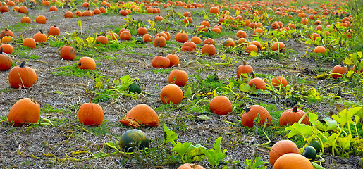 Image showing Pumpkins