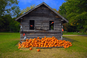 Image showing Pumpkins