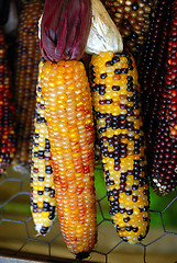 Image showing Indian Corn