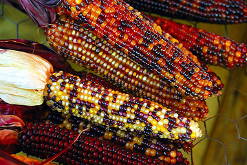 Image showing Indian Corn