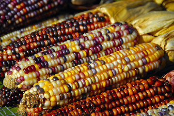 Image showing Indian Corn