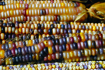 Image showing Indian Corn