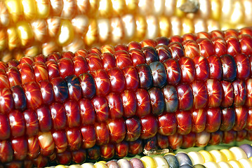 Image showing Indian Corn