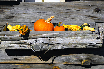 Image showing Pumpkins