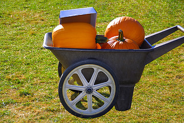 Image showing Pumpkins