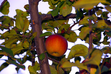 Image showing Apple