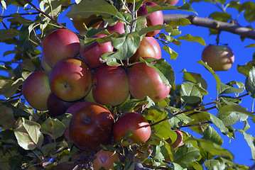 Image showing Apples