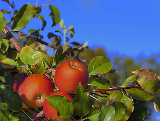 Image showing Apples