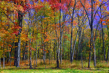 Image showing Fall Foliage