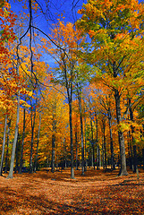 Image showing Fall Foliage