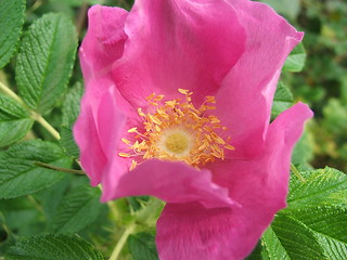 Image showing wild flower2