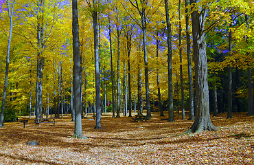 Image showing Fall Foliage