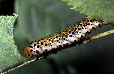 Image showing Rose sawfly larva. Arge ochropus.