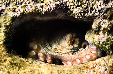 Image showing Common Octopus in a cave. Octopus Vulgaris